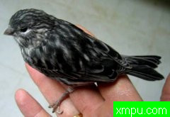 杂交金丝雀--西班牙金丝雀新品种培育家卡罗斯维森特新品系