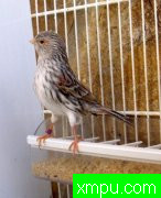 杂交金丝雀--西班牙金丝雀新品种培育家卡罗斯维森特新品系