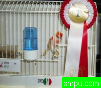 杂交金丝雀--西班牙金丝雀新品种培育家卡罗斯维森特新品系