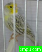 杂交金丝雀--西班牙金丝雀新品种培育家卡罗斯维森特新品系
