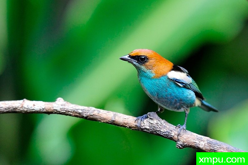 黑背蓝腹（塔加拉peruviana）由拉斐等摄影 - 巴西