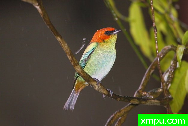 黑背蓝腹（塔加拉peruviana）由拉斐等摄影 - 巴西