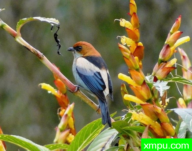 黑背蓝腹（塔加拉peruviana）由拉斐等摄影 - 巴西