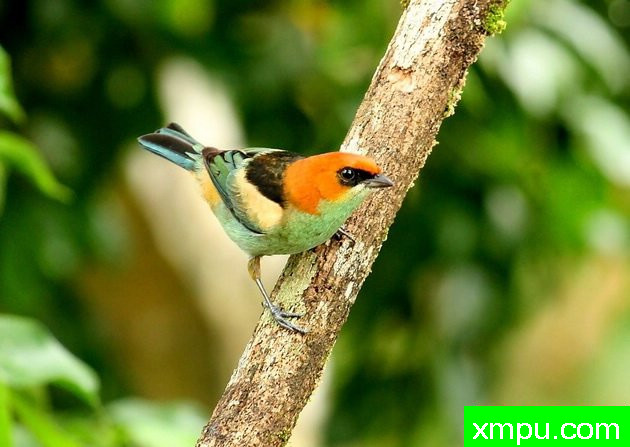 黑背蓝腹（塔加拉peruviana）由拉斐等摄影 - 巴西