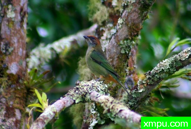 黑背蓝腹（塔加拉peruviana）由拉斐等摄影 - 巴西