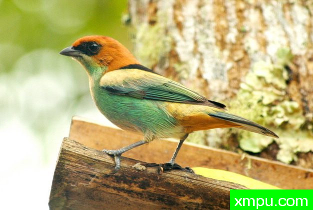 黑背蓝腹（塔加拉peruviana）由拉斐等摄影 - 巴西