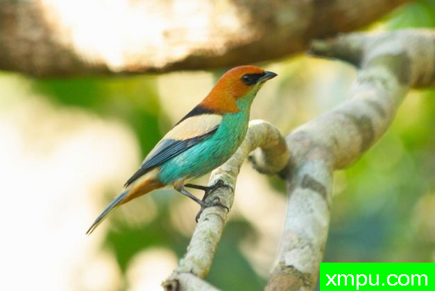 黑背蓝腹（塔加拉peruviana）由拉斐等摄影 - 巴西