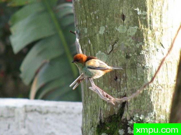黑背蓝腹（塔加拉peruviana）由拉斐等摄影 - 巴西