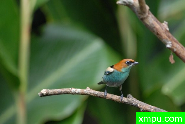 黑背蓝腹（塔加拉peruviana）由拉斐等摄影 - 巴西