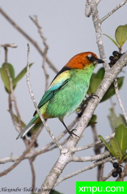 黑背蓝腹（塔加拉peruviana）由拉斐等摄影 - 巴西