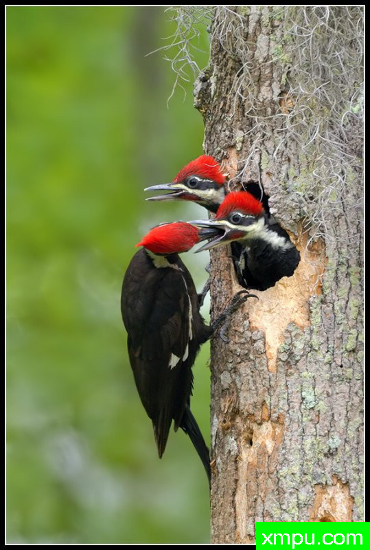  啄木鸟开饭时间--- 艺术家罗尼加伯特摄影