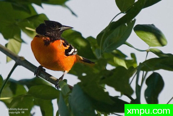 巴尔的摩金莺-弗雷德汤普森摄影