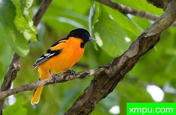 巴尔的摩金莺-弗雷德汤普森摄影