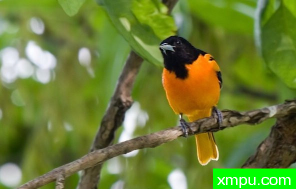 巴尔的摩金莺-弗雷德汤普森摄影