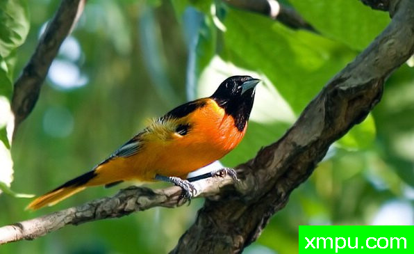 巴尔的摩金莺-弗雷德汤普森摄影