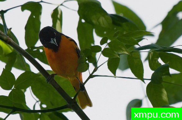 巴尔的摩金莺-弗雷德汤普森摄影