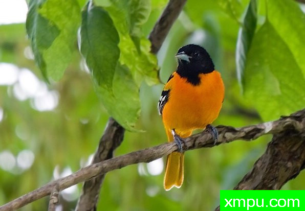 巴尔的摩金莺-弗雷德汤普森摄影