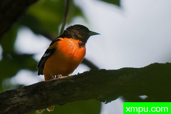 巴尔的摩金莺-弗雷德汤普森摄影