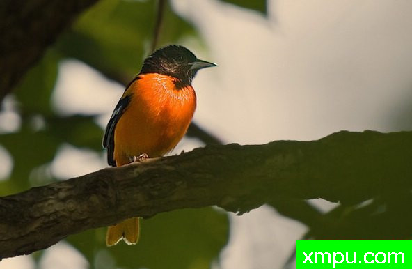 巴尔的摩金莺-弗雷德汤普森摄影