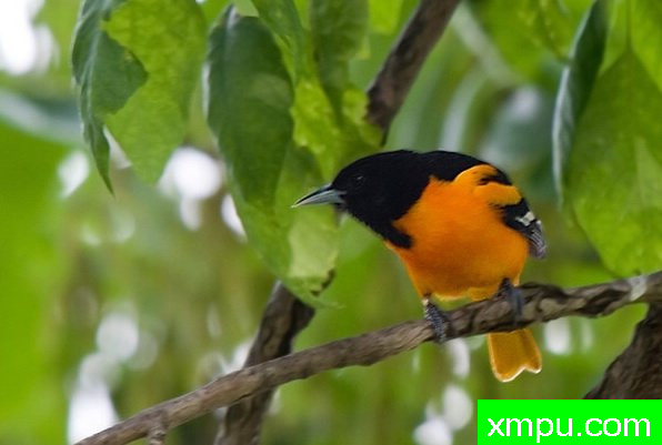 巴尔的摩金莺-弗雷德汤普森摄影