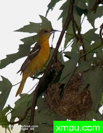 巴尔的摩金莺-弗雷德汤普森摄影