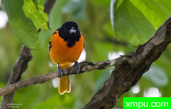 巴尔的摩金莺-弗雷德汤普森摄影