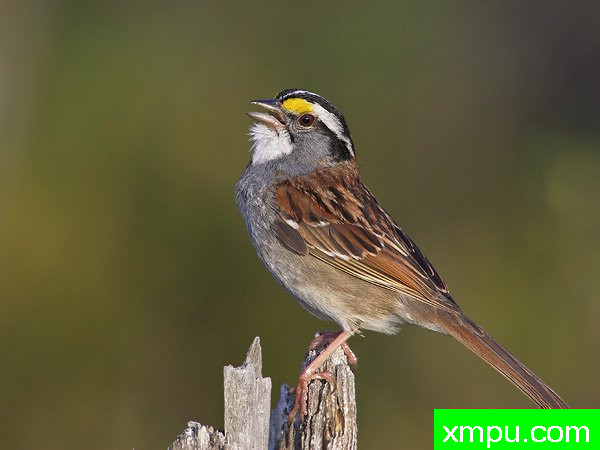白喉雀 --荒野摄影师罗伯特罗伊斯 摄影