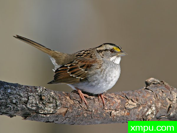 白喉雀 --荒野摄影师罗伯特罗伊斯 摄影