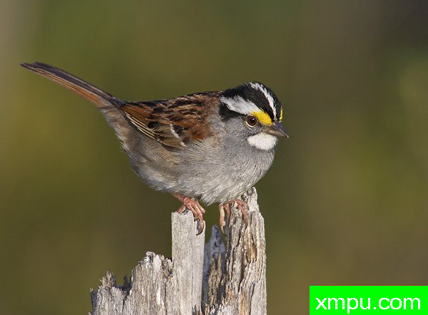 白喉雀 --荒野摄影师罗伯特罗伊斯 摄影