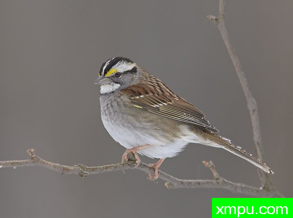 白喉雀 --荒野摄影师罗伯特罗伊斯 摄影