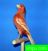 现代金丝雀流行色彩【组图】系列【五】