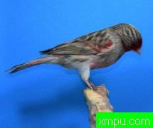 现代金丝雀流行色彩【组图】系列【五】