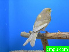 现代金丝雀流行色彩【组图】系列【五】