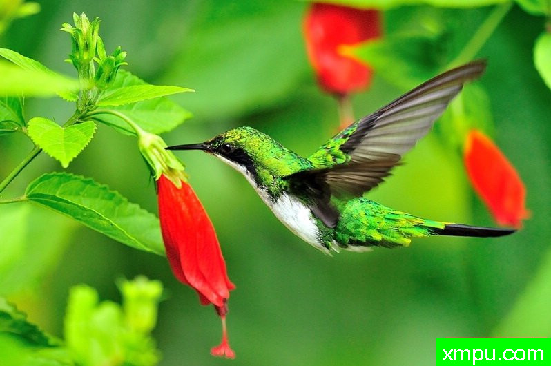 黑耳蜂鸟---摄影师路易斯Ribenboim摄影