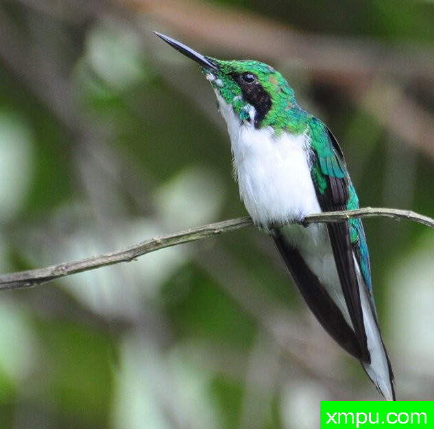 黑耳蜂鸟---摄影师路易斯Ribenboim摄影