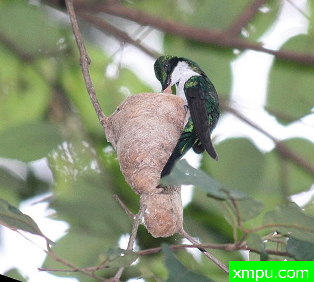 黑耳蜂鸟---摄影师路易斯Ribenboim摄影
