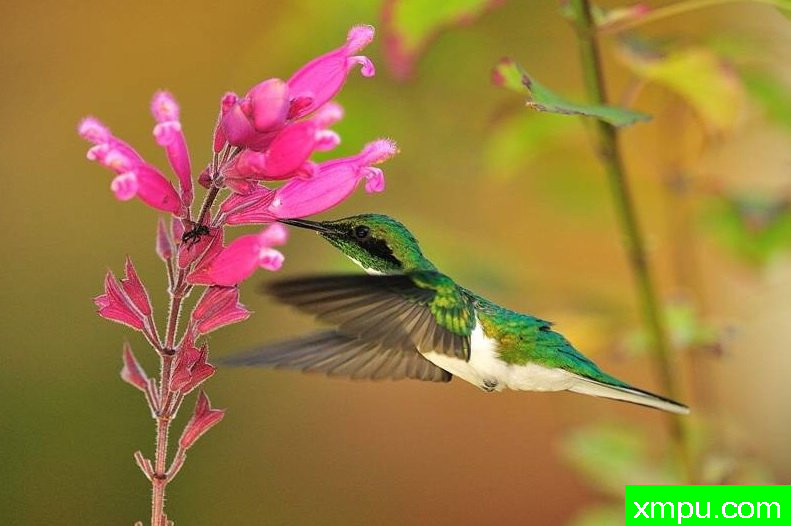 黑耳蜂鸟---摄影师路易斯Ribenboim摄影