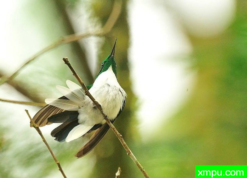 黑耳蜂鸟---摄影师路易斯Ribenboim摄影