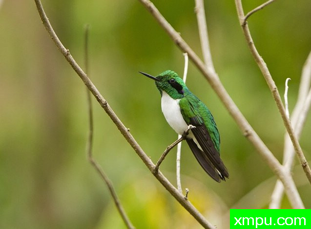 黑耳蜂鸟---摄影师路易斯Ribenboim摄影
