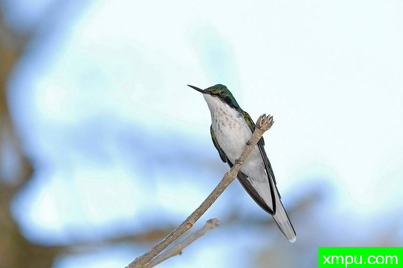 黑耳蜂鸟---摄影师路易斯Ribenboim摄影