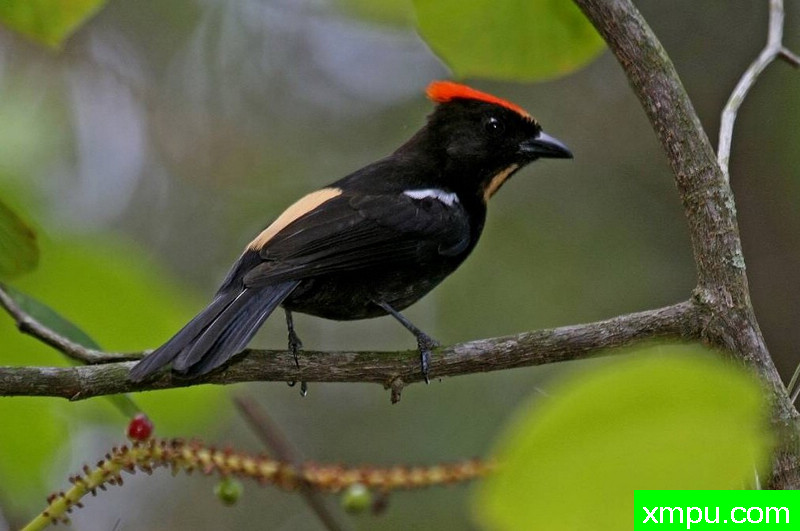 火焰冠铁公鸡---摄影： 拉斐尔福特斯等人共有