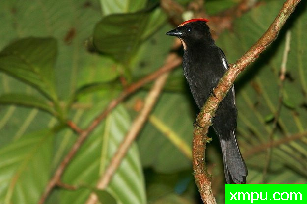 火焰冠铁公鸡---摄影： 拉斐尔福特斯等人共有