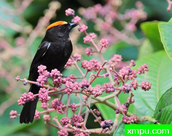 火焰冠铁公鸡---摄影： 拉斐尔福特斯等人共有