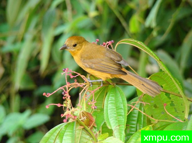 火焰冠铁公鸡---摄影： 拉斐尔福特斯等人共有