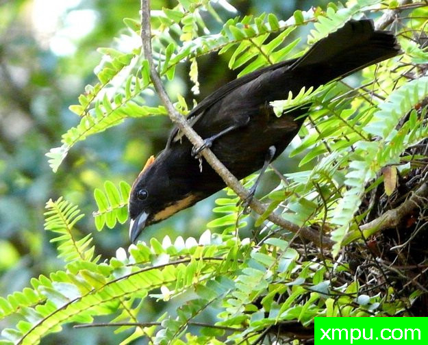 火焰冠铁公鸡---摄影： 拉斐尔福特斯等人共有