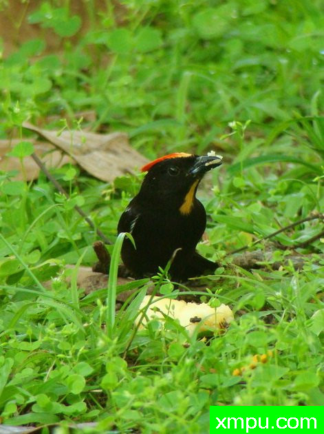 火焰冠铁公鸡---摄影： 拉斐尔福特斯等人共有