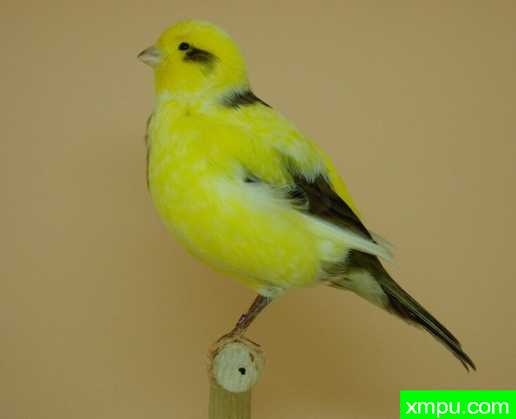 花式法夫金丝雀