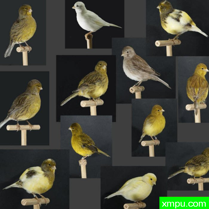 花式法夫金丝雀-摄影恩格特