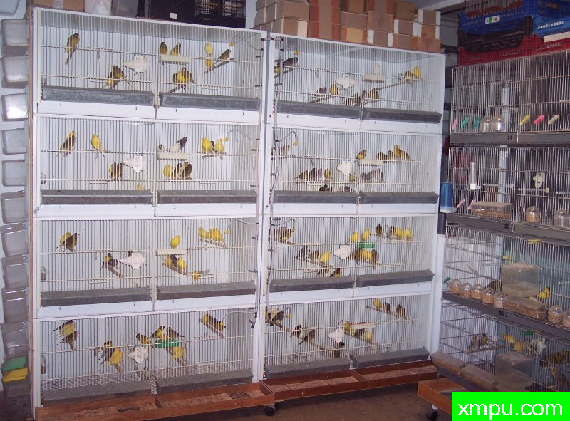 花式法夫金丝雀-摄影恩格特