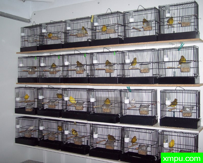 花式法夫金丝雀-摄影恩格特